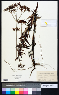 Eriogonum multiflorum image