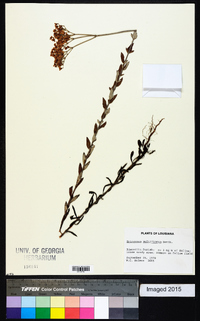 Eriogonum multiflorum image