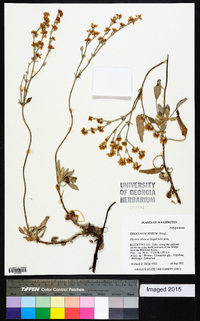 Eriogonum niveum image