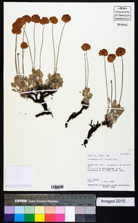 Eriogonum ovalifolium image