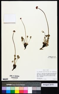 Eriogonum ovalifolium var. ovalifolium image