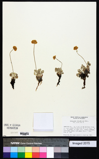 Eriogonum ovalifolium var. ovalifolium image