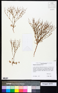 Eriogonum palmerianum image