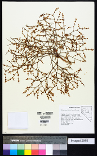 Eriogonum palmerianum image