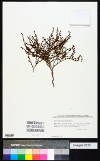 Eriogonum palmerianum image