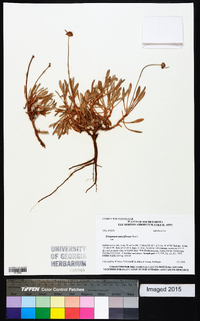 Eriogonum pauciflorum image