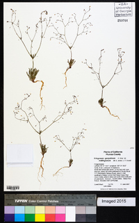 Eriogonum spergulinum image