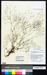 Eriogonum spergulinum image