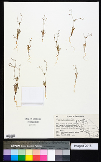 Eriogonum spergulinum image