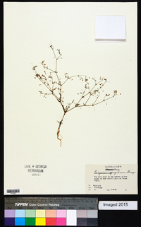 Eriogonum spergulinum image