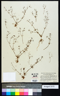 Eriogonum spergulinum image