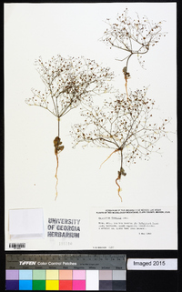 Eriogonum thomasii image