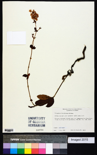 Eriogonum tomentosum image