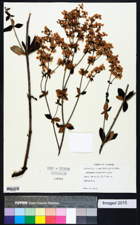 Eriogonum tomentosum image