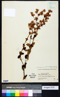 Eriogonum tomentosum image