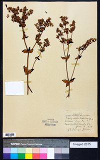 Eriogonum tomentosum image