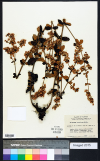 Eriogonum tomentosum image