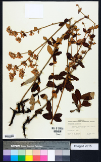 Eriogonum tomentosum image