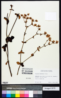 Eriogonum tomentosum image