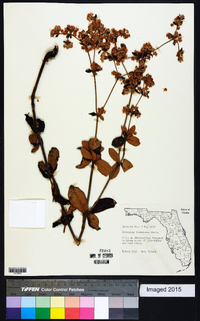 Eriogonum tomentosum image