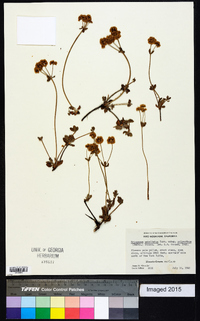 Eriogonum umbellatum subsp. polyanthum image