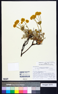 Eriogonum umbellatum var. furcosum image