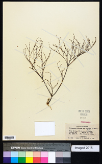 Eriogonum baileyi image