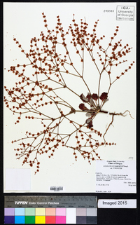 Eriogonum vimineum image