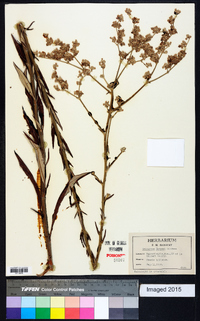 Eriogonum harperi image