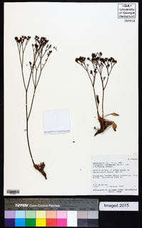 Eriogonum thompsoniae var. albiflorum image