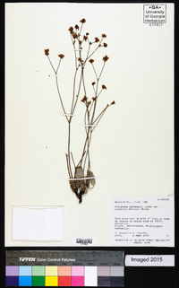 Eriogonum eremicum image