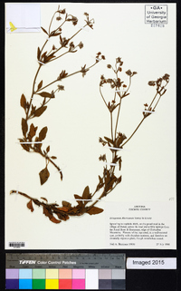 Eriogonum abertianum image