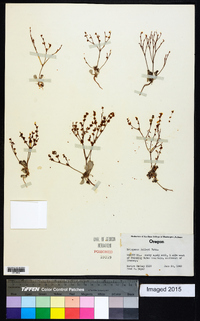 Eriogonum baileyi image