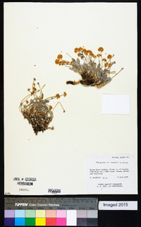 Eriogonum anemophilum image