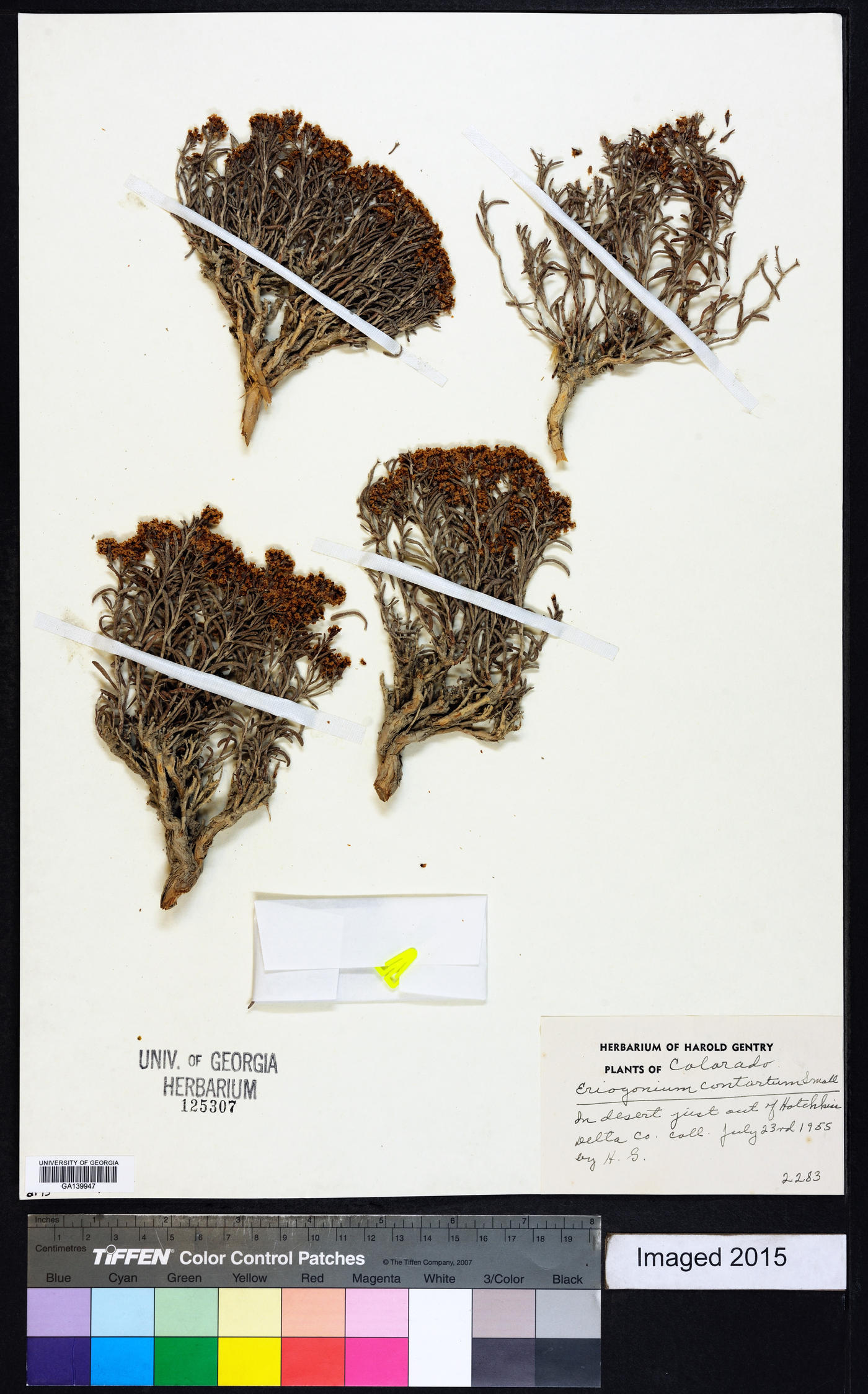 Eriogonum contortum image