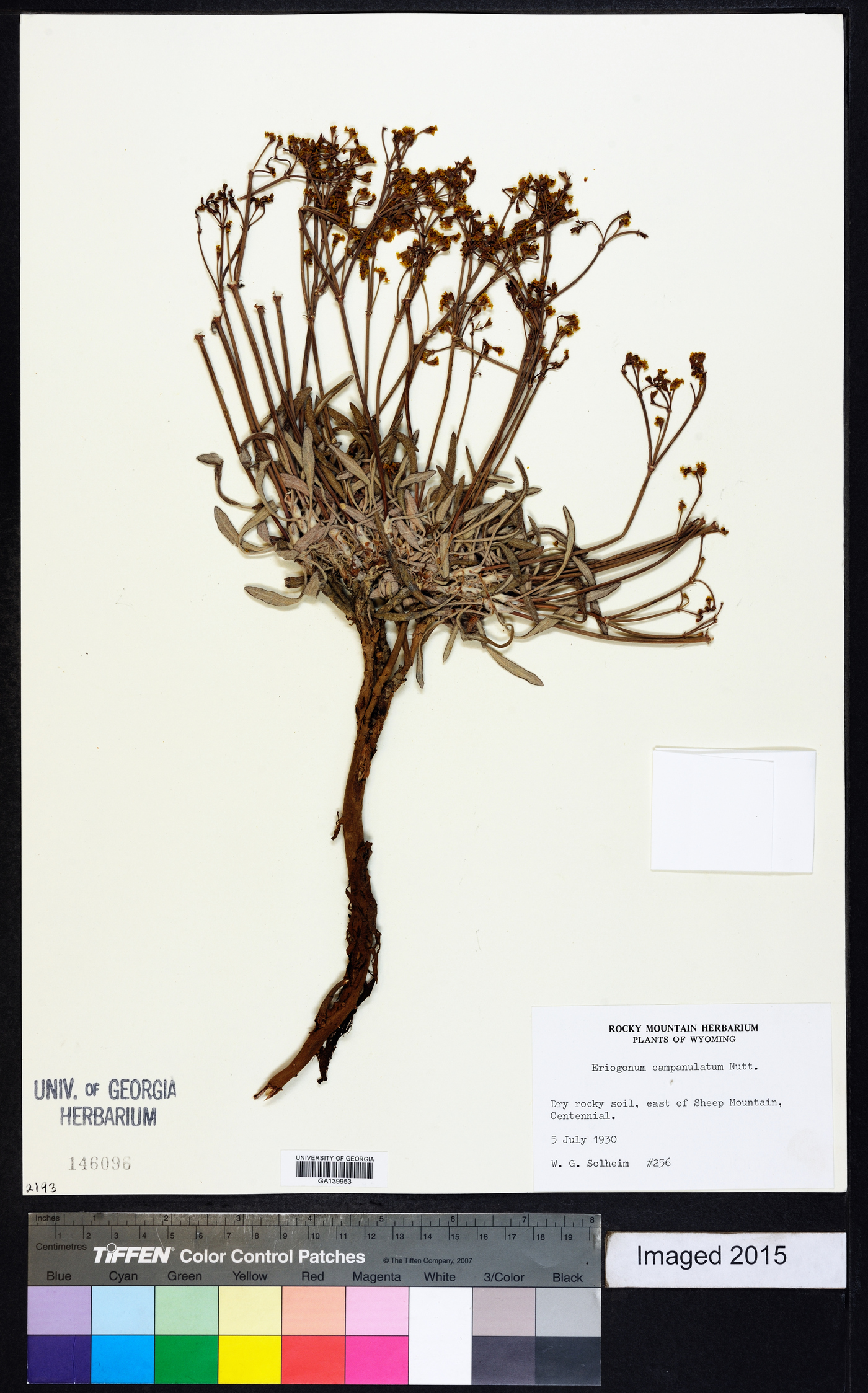 Eriogonum campanulatum image