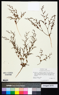 Eriogonum divaricatum image