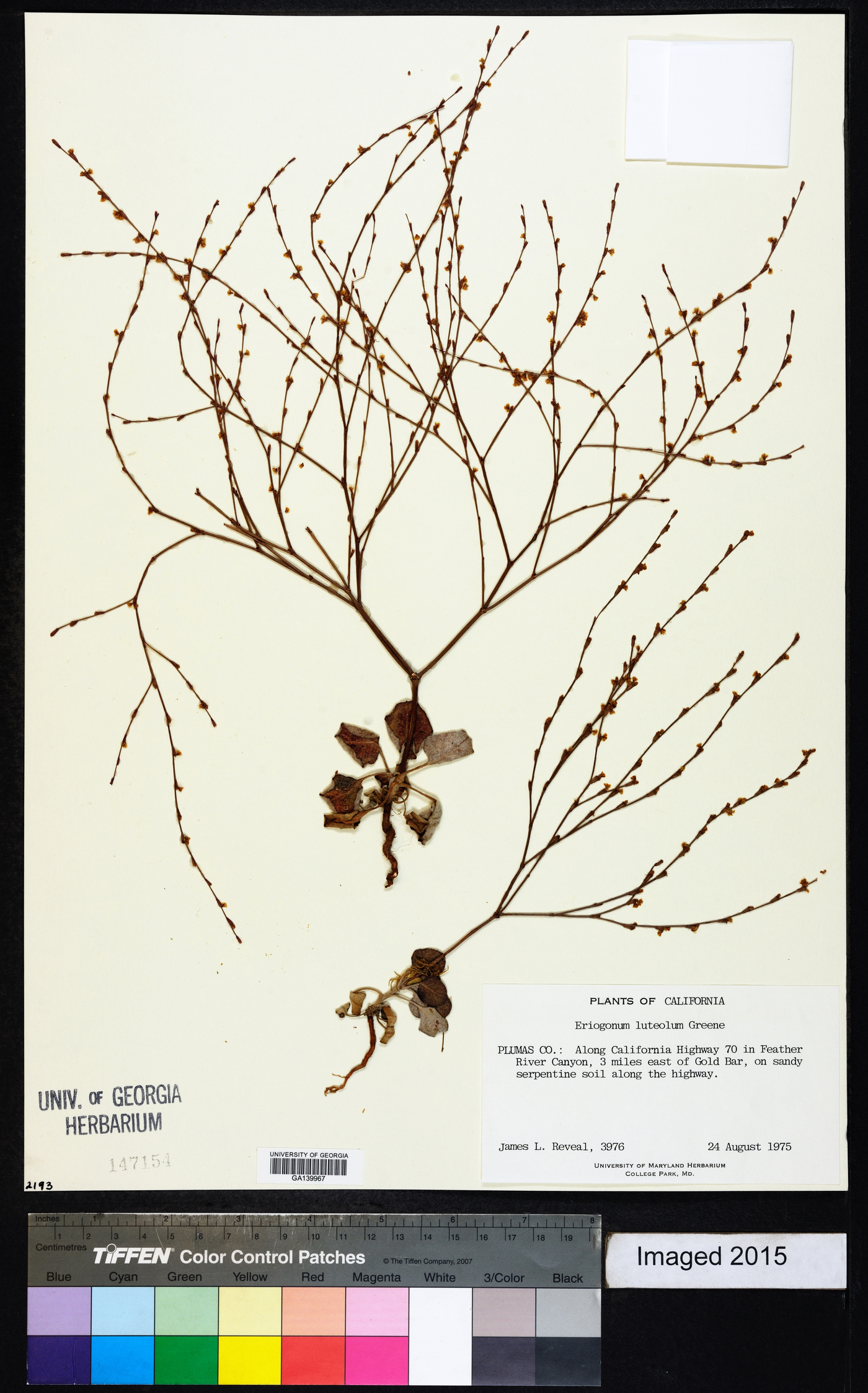 Eriogonum luteolum image