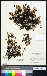 Eriogonum marifolium image