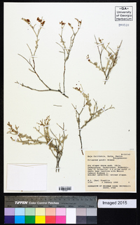 Eriogonum pondii image