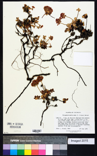 Eriogonum nervulosum image