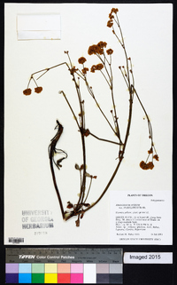 Eriogonum nudum var. pubiflorum image