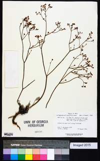 Eriogonum ostlundii image