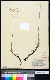 Eriogonum proliferum image