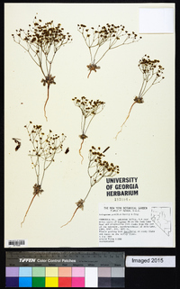 Eriogonum pusillum image