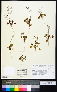 Eriogonum rubricaule image