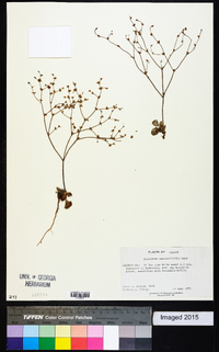 Eriogonum salicornioides image