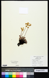 Eriogonum strictum image