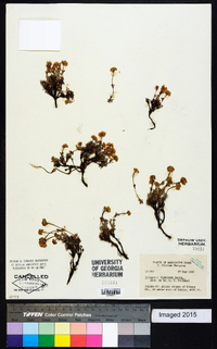 Eriogonum thymoides image
