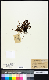 Muehlenbeckia volcanica image